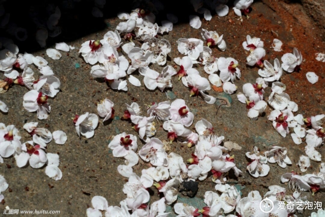 我等的花儿都谢了 爱奇艺